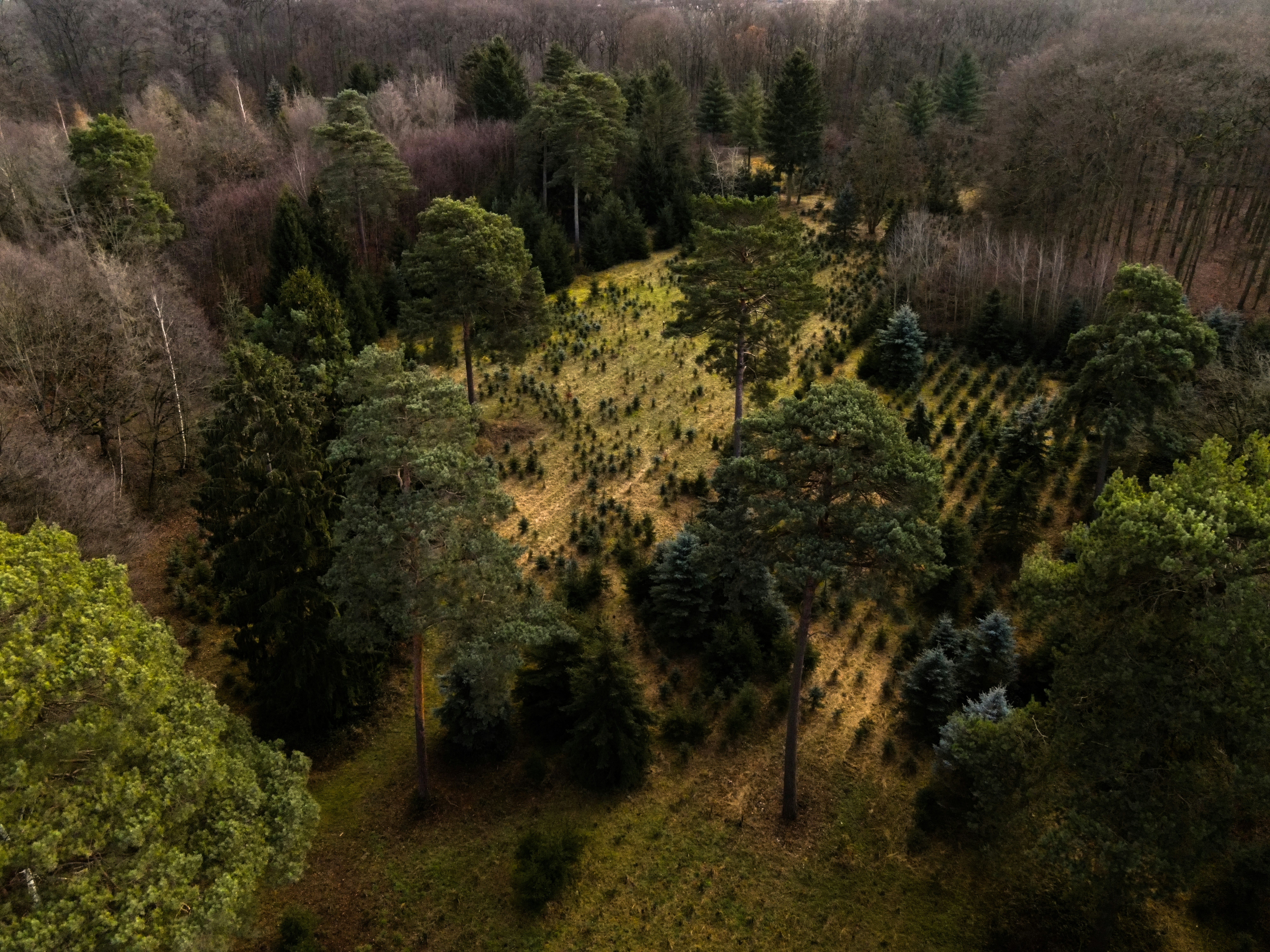 Forested landscape in a drone view